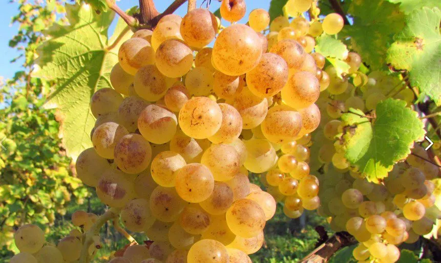 виноград сорта первенец магарача белый в Краснодаре