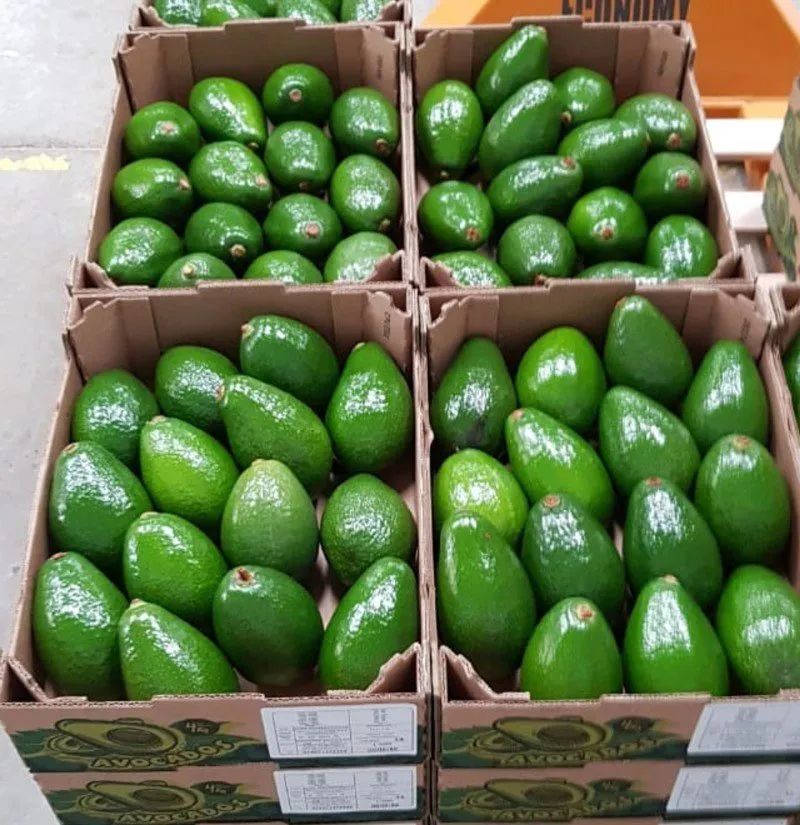 фотография продукта Авокадо из Доминиканы