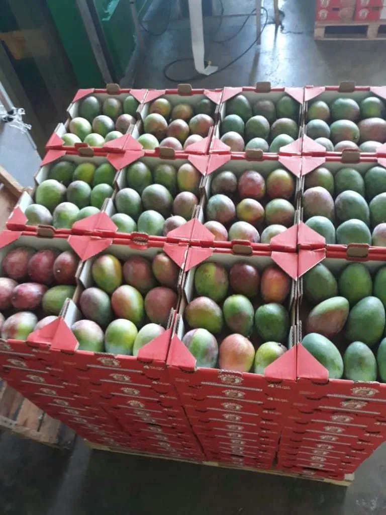 манго в Доминиканской Республике