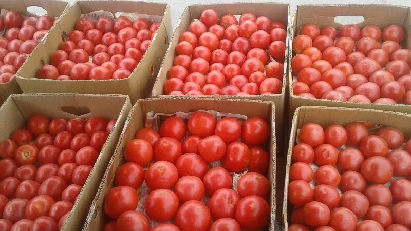 томаты оптом  в Ростове-на-Дону