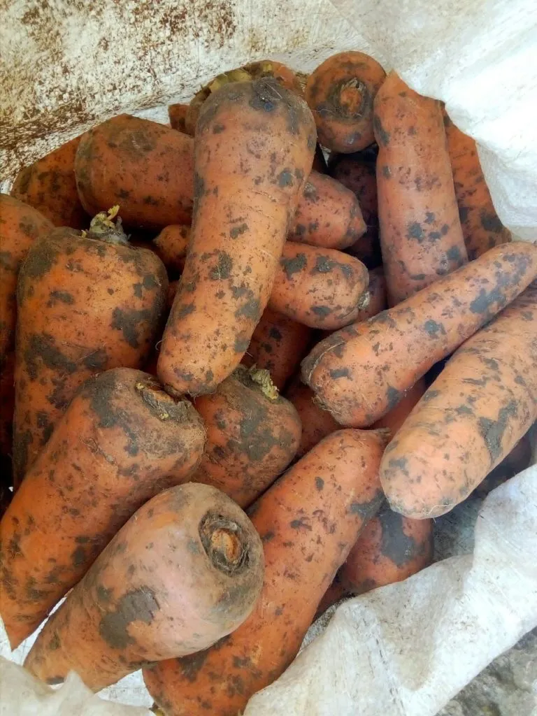 фотография продукта Реализуем морковь 1й сорт Крым