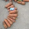 морковь оптом от производителя в Симферополе