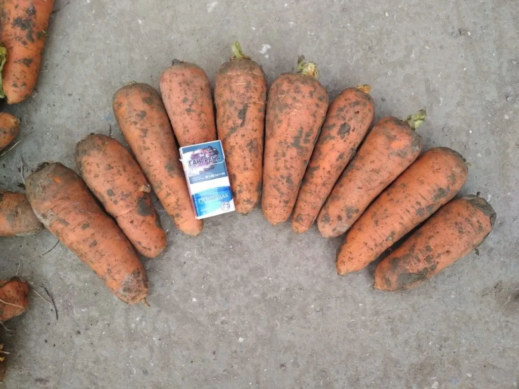 морковь оптом от производителя в Симферополе 2