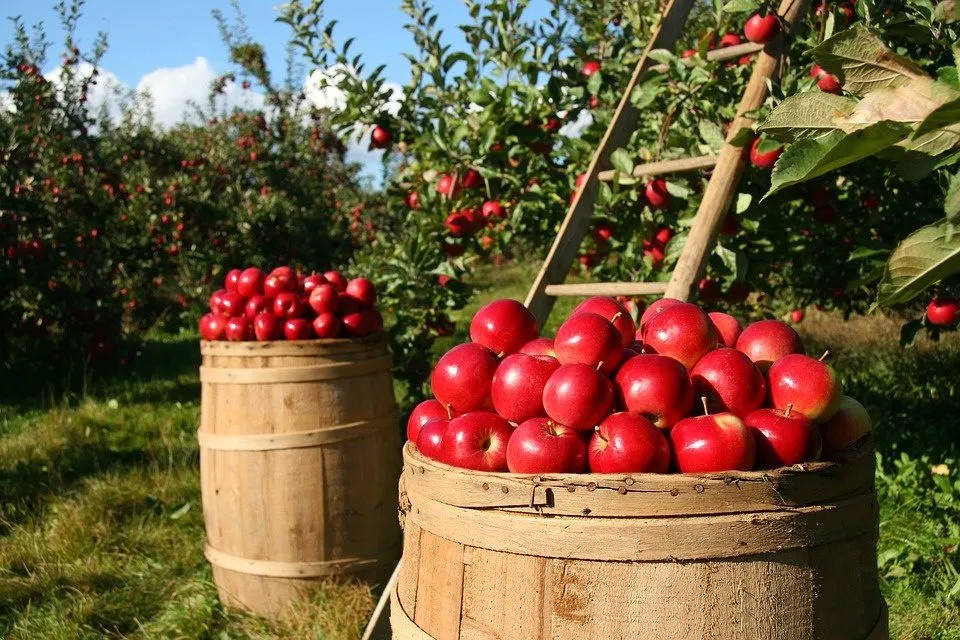 яблоки разных сортов Крым в Симферополе 2