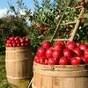 яблоки разных сортов Крым в Симферополе 2