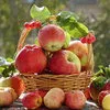 яблоки разных сортов Крым в Симферополе