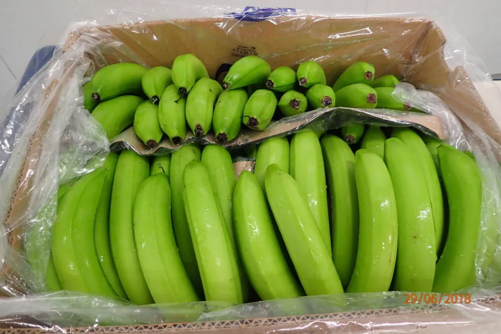 бананы  Эквадора, Колумбии, Коста-Рики в Эквадоре 3