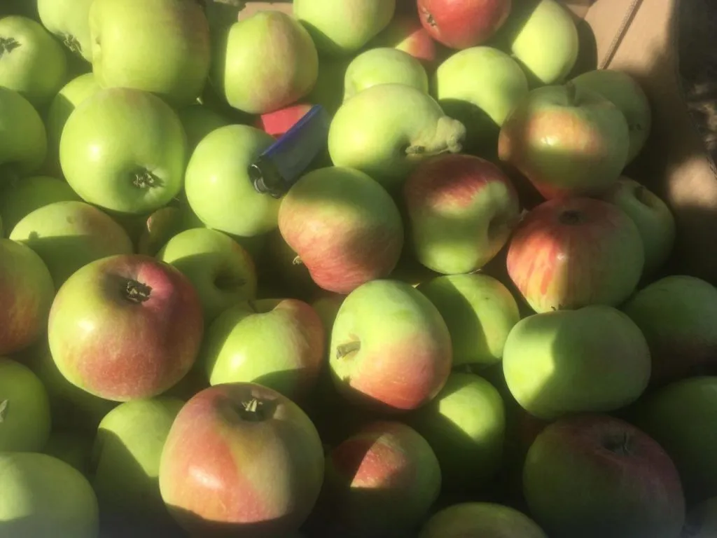 фотография продукта яблоки сорт "Боровинка"