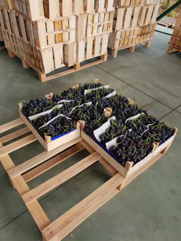 виноград из Македонии от производителя в Македонии
