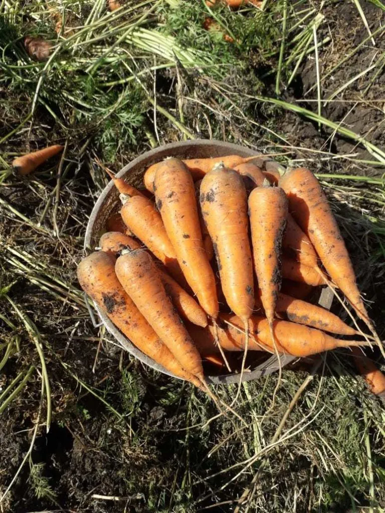 фотография продукта Продаем морковь оптом