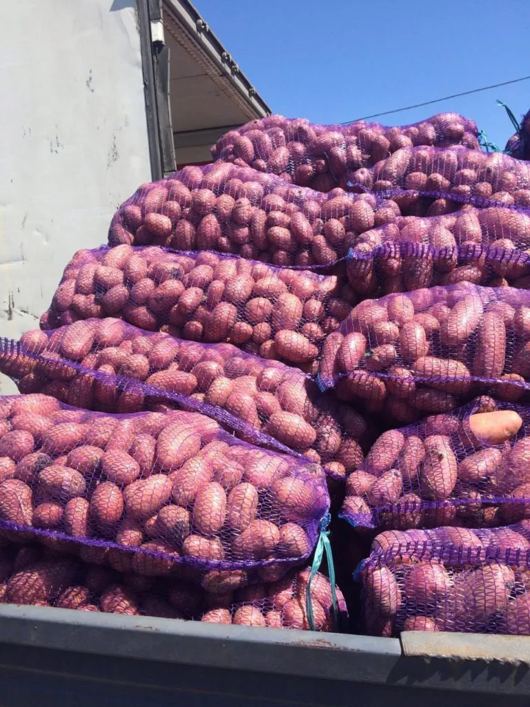 картофель Свежий урожай 18 р.кг на СПб в Санкт-Петербурге 3