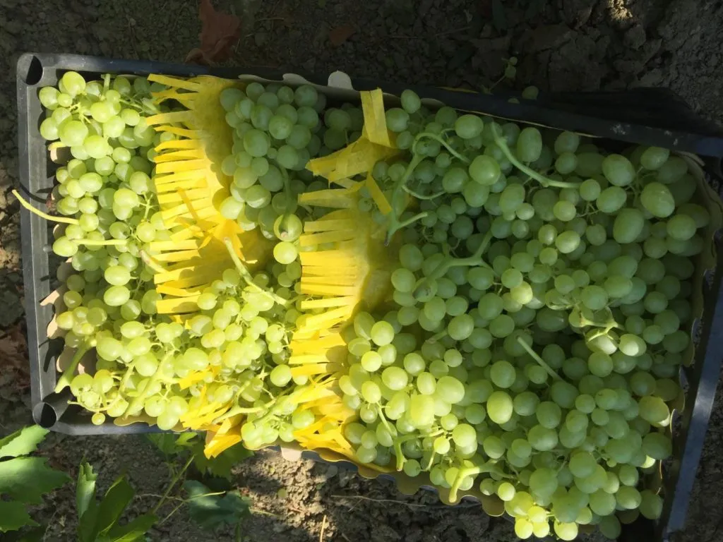 виноград Супер Риор новый урожай в Турции 2