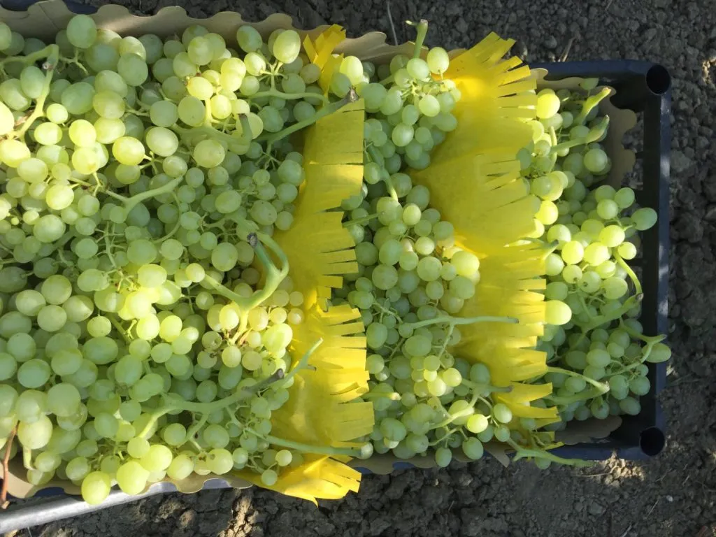 виноград Супер Риор новый урожай в Турции 3