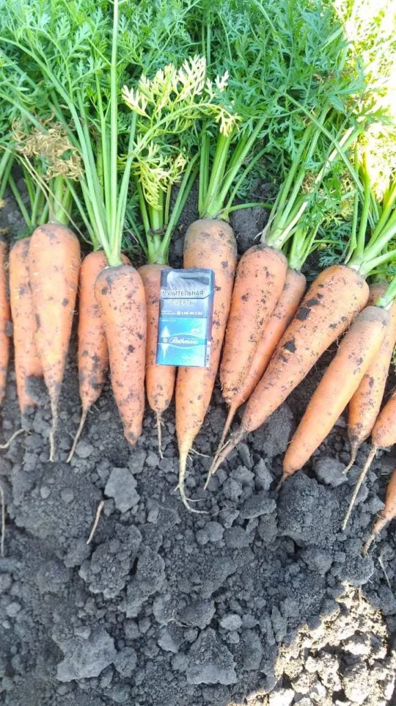 фотография продукта Морковь  
