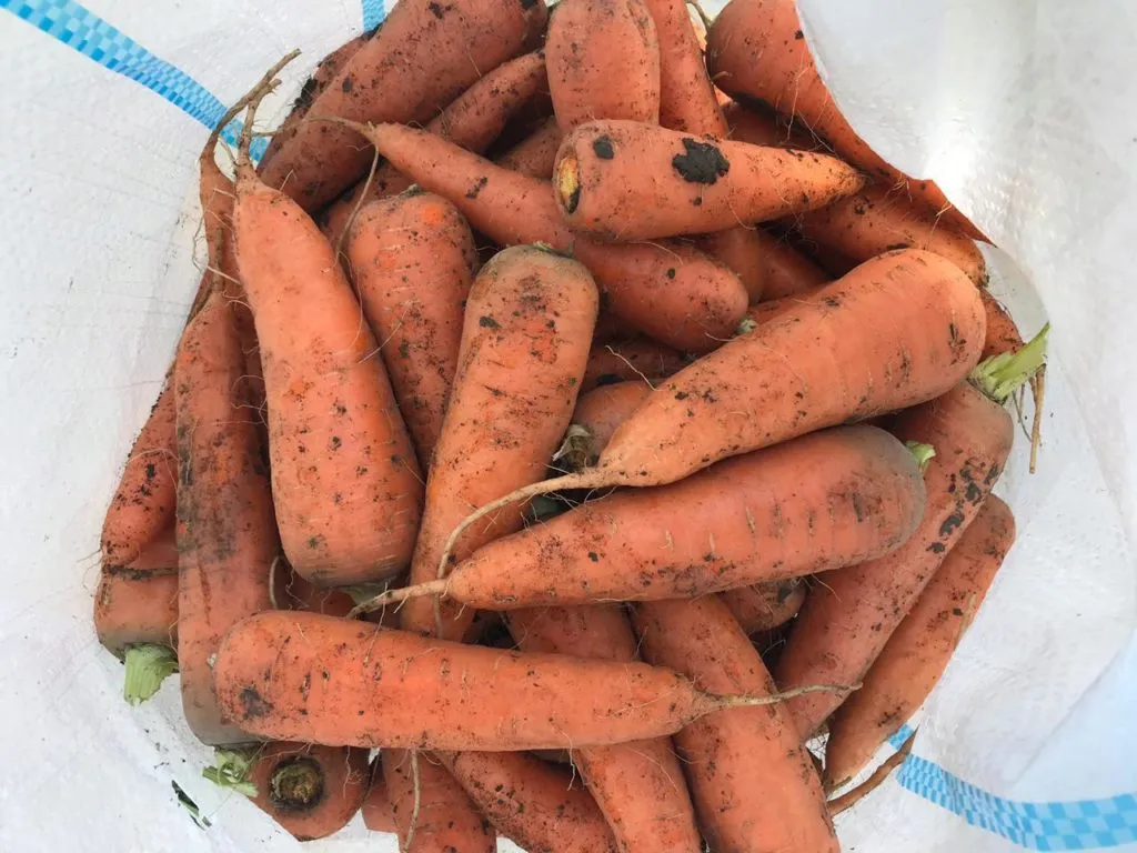 фотография продукта Морковь