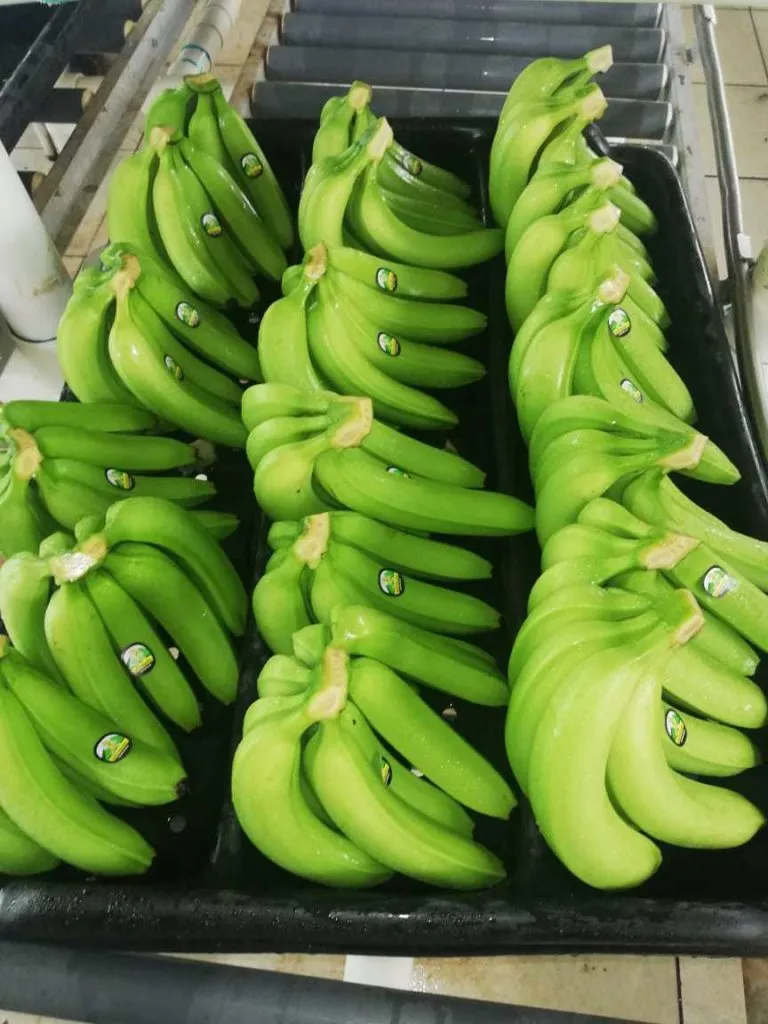 бананы Ананасы в Косте-Рике 2