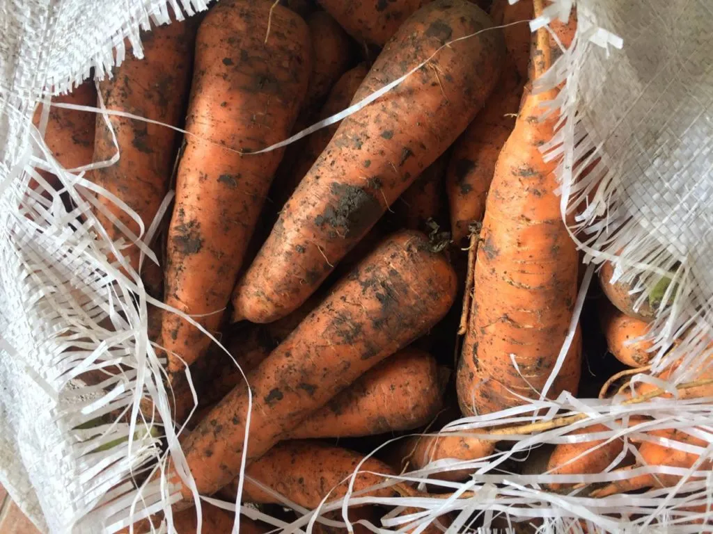 фотография продукта Морковь калиброванная оптом с поля