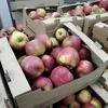 яблоки оптом 25р/кг в Белгороде 2