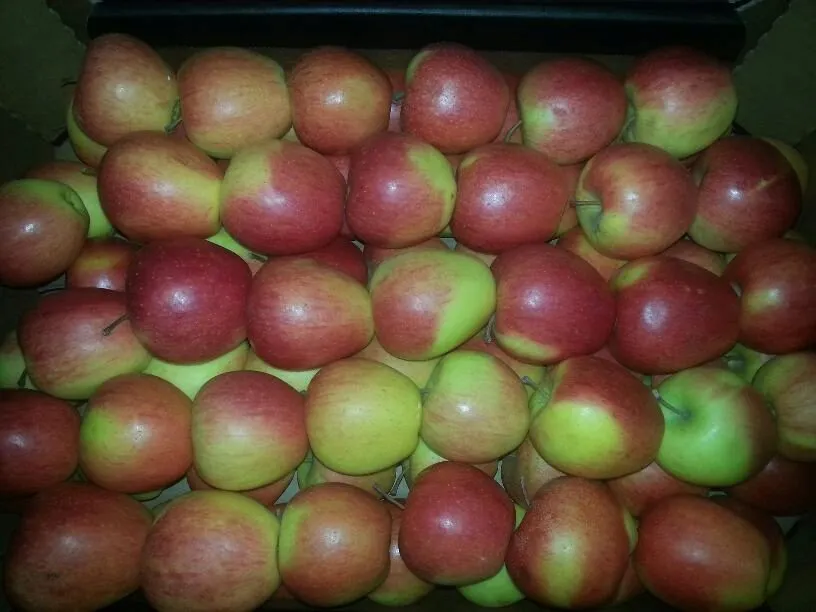 яблоки оптом 25р/кг в Белгороде 3