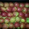 яблоки оптом 25р/кг в Белгороде 3