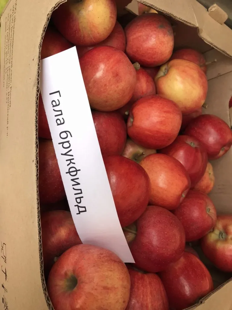 яблоки оптом 25р/кг в Белгороде