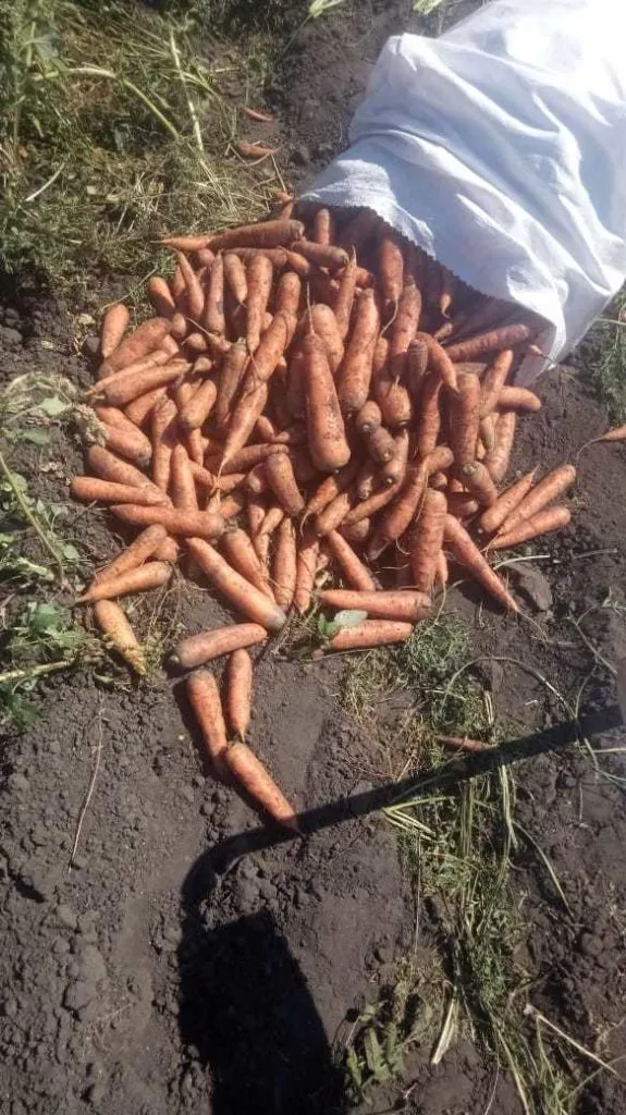 фотография продукта морковь
