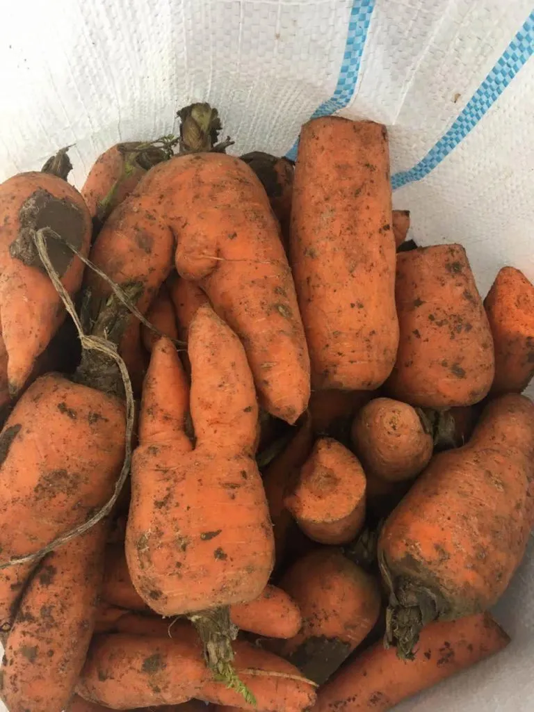 фотография продукта Морковь на переработку 6 руб. 