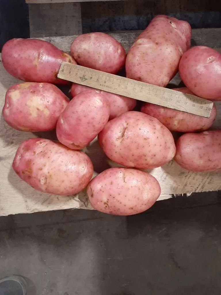 Фотография продукта Картофель урожая 2019 г от производителя