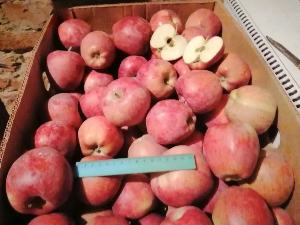 фотография продукта яблоки  сорта  Флорина, Ред Чиф