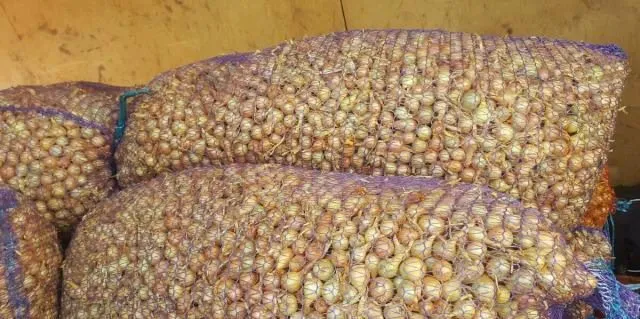 фотография продукта лук севок штутгарт 1000 тонн
