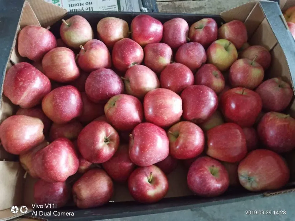 фотография продукта яблоки сорт "Ред чиф"