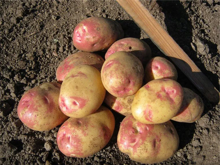 фотография продукта Картофель урожая 2020 г от производителя