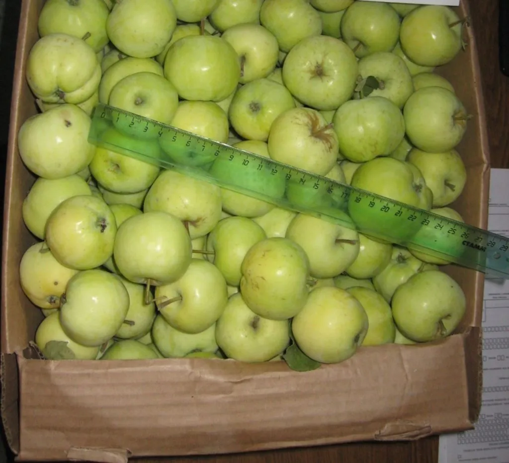 фотография продукта яблоки