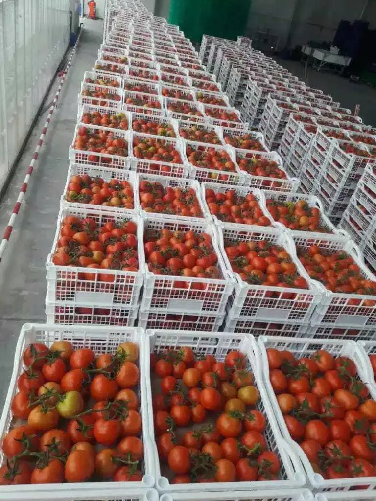 фотография продукта томаты тепличные сорт Бандито