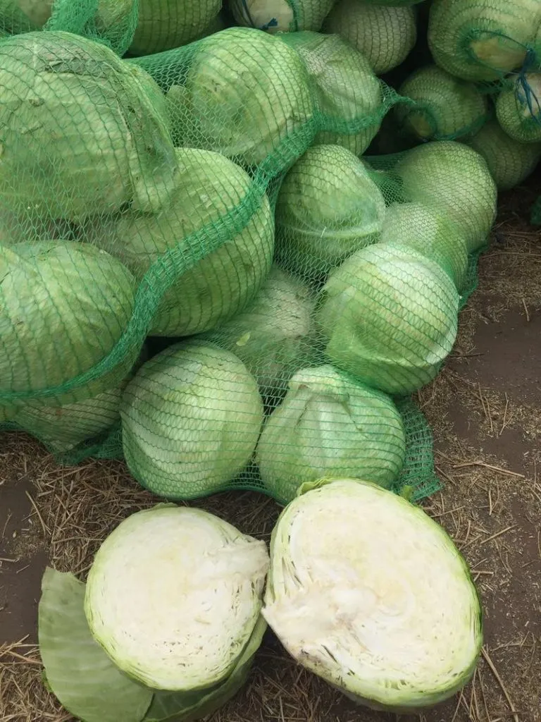 фотография продукта КФХ Воронежской обл, реализует капусту.