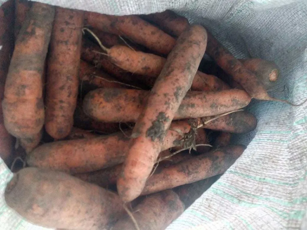Фотография продукта Морковь оптом сорт Октава