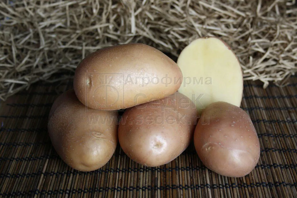 фотография продукта Семенной картофель АЖУР от СеДеК