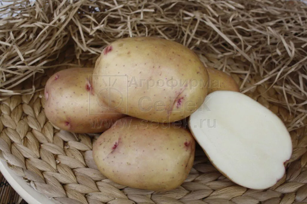 фотография продукта Семенной картофель Жуковский Ранний 
