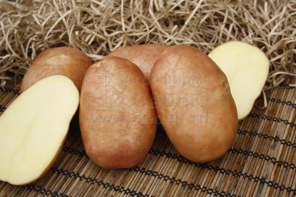фотография продукта Семенной картофель КРАСА от СеДеК