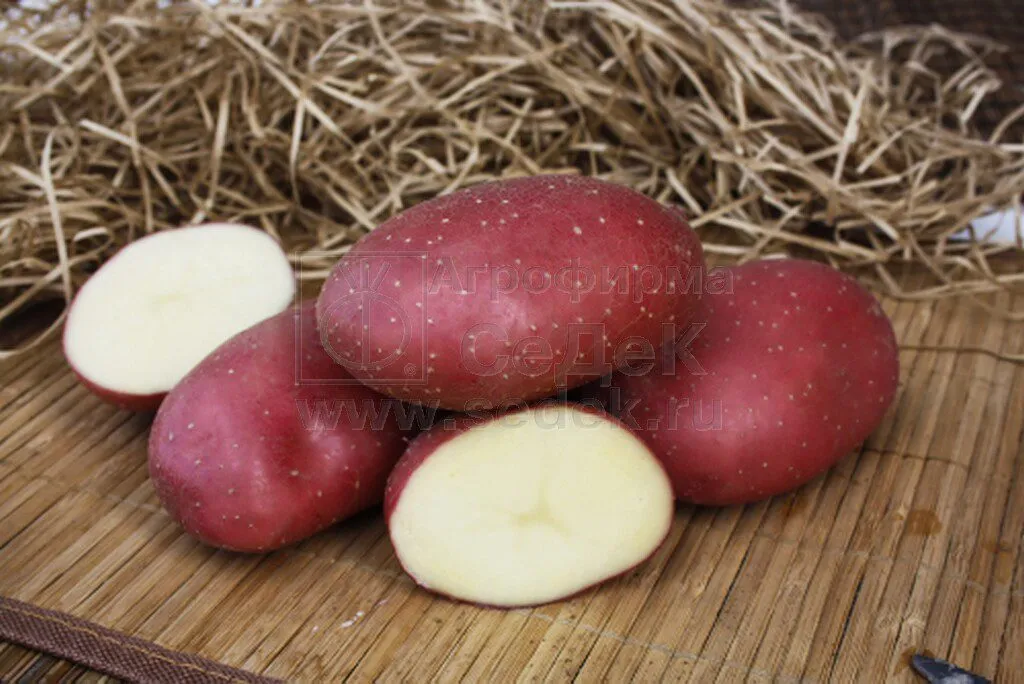 фотография продукта Семенной картофель МАЯК от СеДеК
