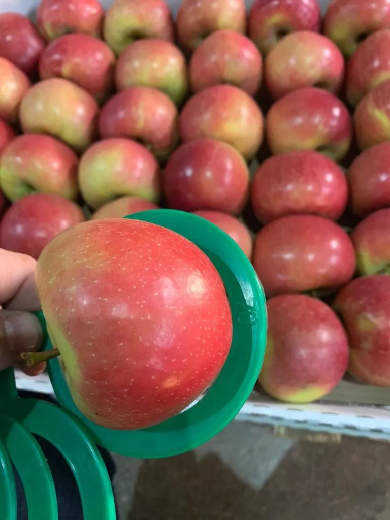 фотография продукта Продам яблоки первых сортов