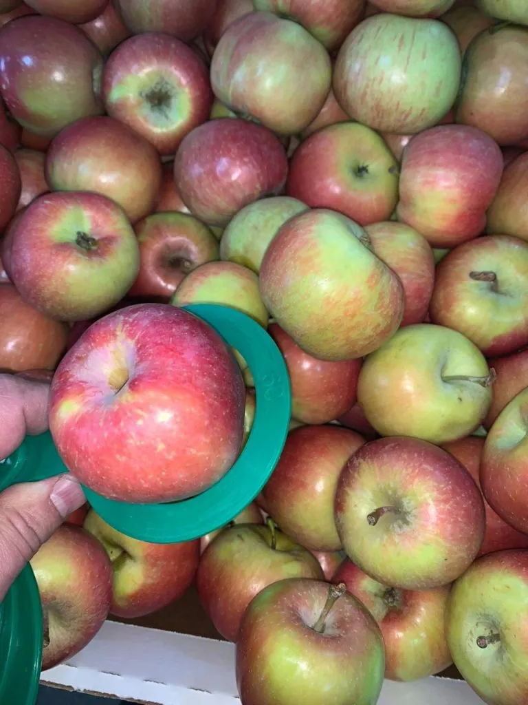 фотография продукта Продаем яблоки первых сортов 