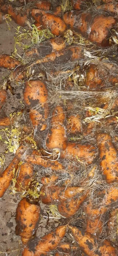 фотография продукта Морковь на переработку 