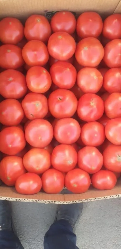 фотография продукта томаты оптом 