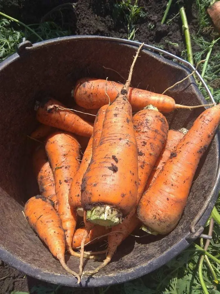 фотография продукта Морковь (белый мешок) урожай 2020 года 