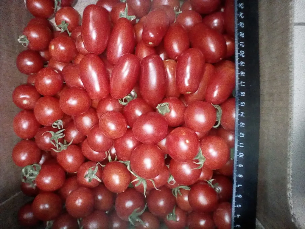 фотография продукта томаты черри