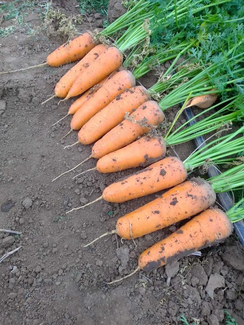 фотография продукта Морковь Кардоба 
