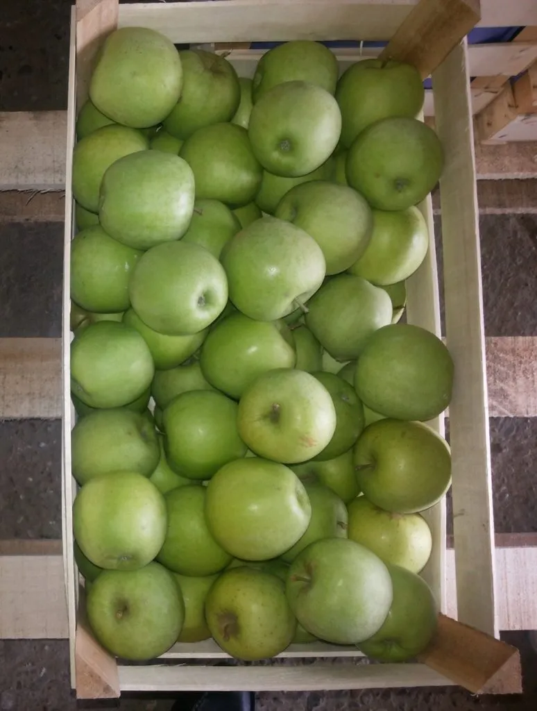 фотография продукта Яблоки оптом с садов по лучшей цене 