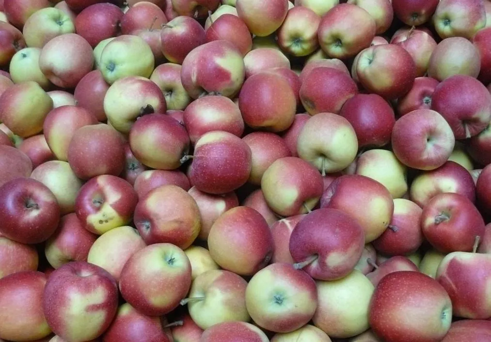 фотография продукта Закупаем оптом яблоки.