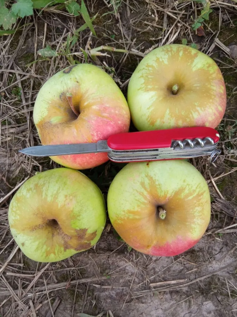 фотография продукта Продаём яблоки фреш и на переработку